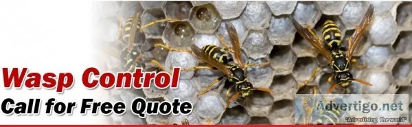 Wasp Control Services in Vancouver  Advancepest.ca