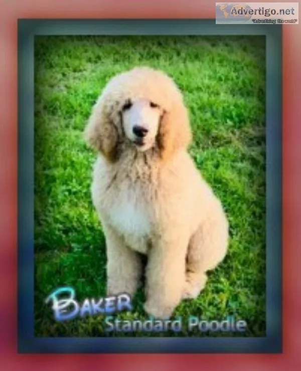 Baker Male Standard Poodle
