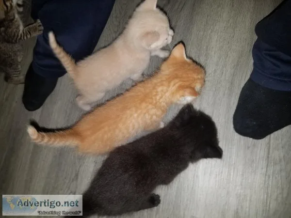 Friendly and Adorable Kittens to Good Home