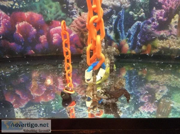 Seahorses for Sale