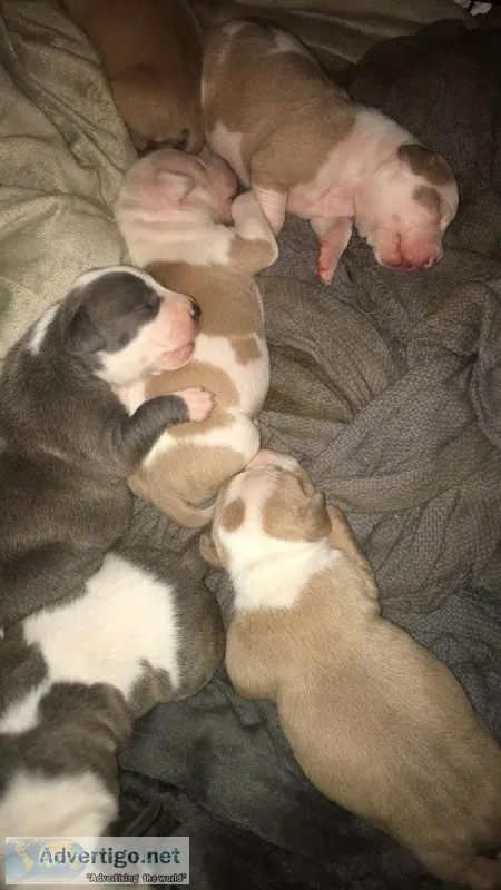 Newborn bully puppies for sale