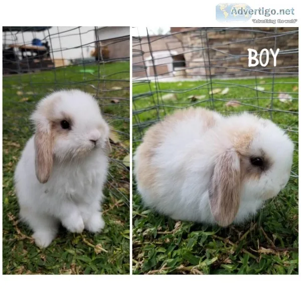 Holland Lops
