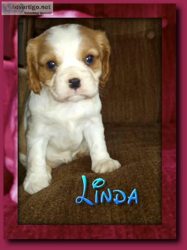 Linda Female Cavalier