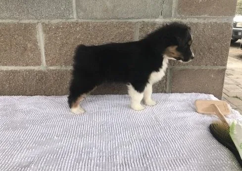 Australian Shepherd Puppies Ready