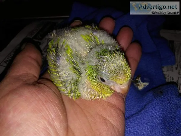 Green Opaline Quaker