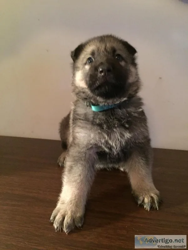 5 akc german shepard pups 2 girls 3 boys