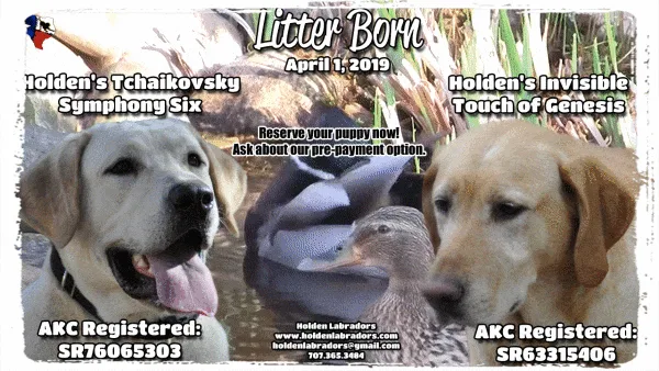 2 AKC Labrador Puppies