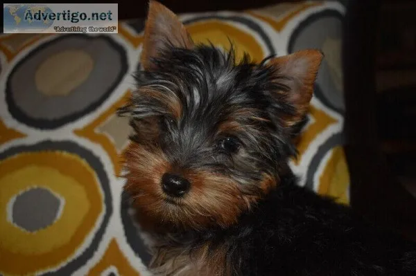 Home raise Yorkie puppies now for sale
