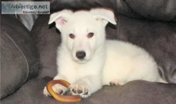 Meet our darling White German Shepherd Puppies