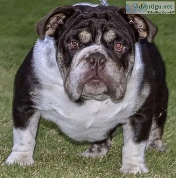English Bulldog AKC up for stud