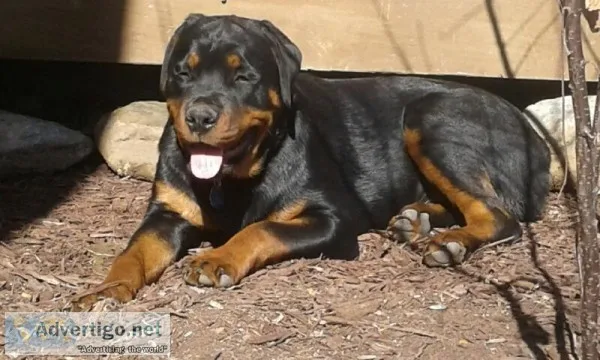 Rottweiler Puppies
