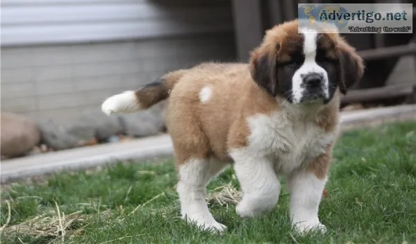 Well Socialized Saint Bernard Puppies For Loving Homes