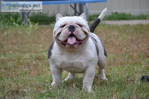 American BullyExotic up For Stud