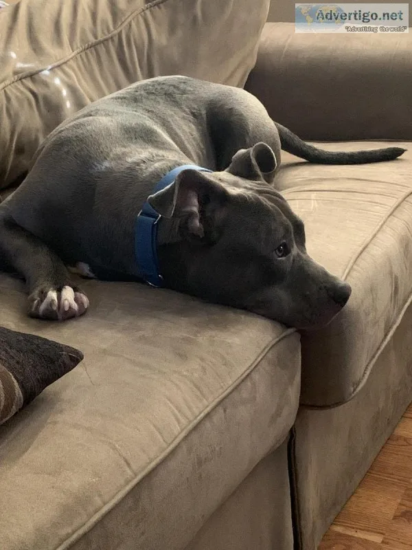 American bulldog