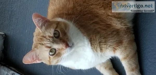 Affectionate cat needs a lap