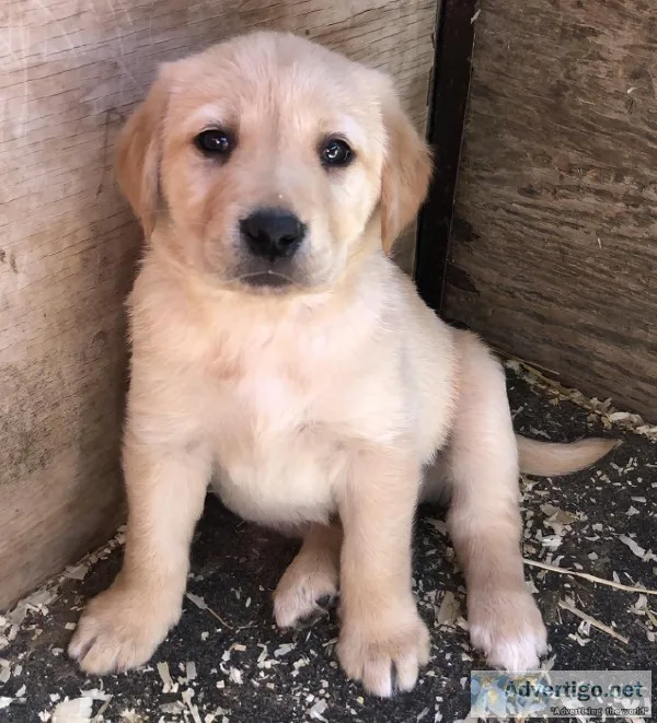 Golden Lab Puppies