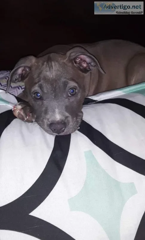 American blue pit terrier
