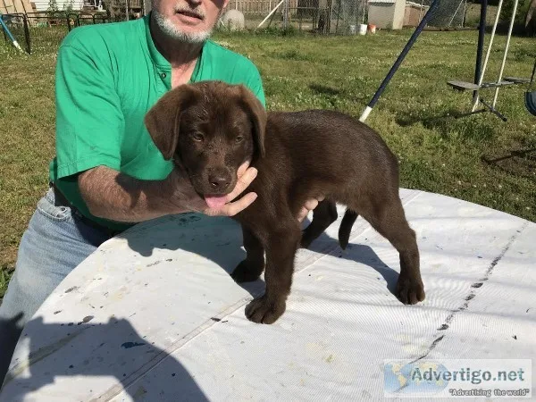 AKC English Labrador retrievers