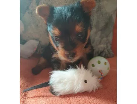puppies ready to go