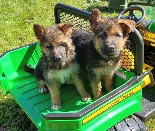 100% Trained German Shepherd Puppies