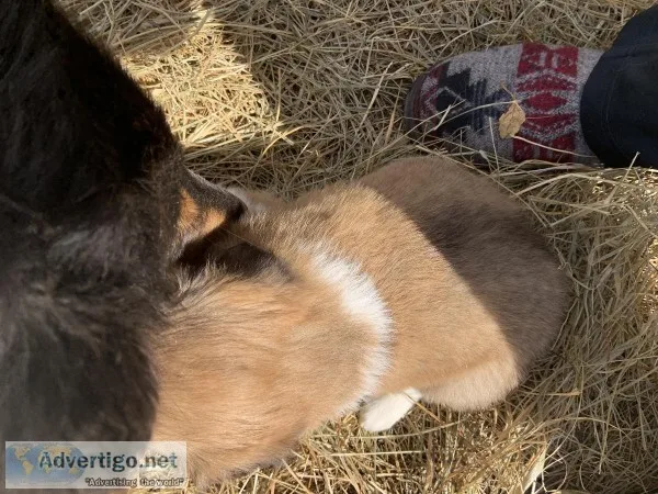 Rough collie pups