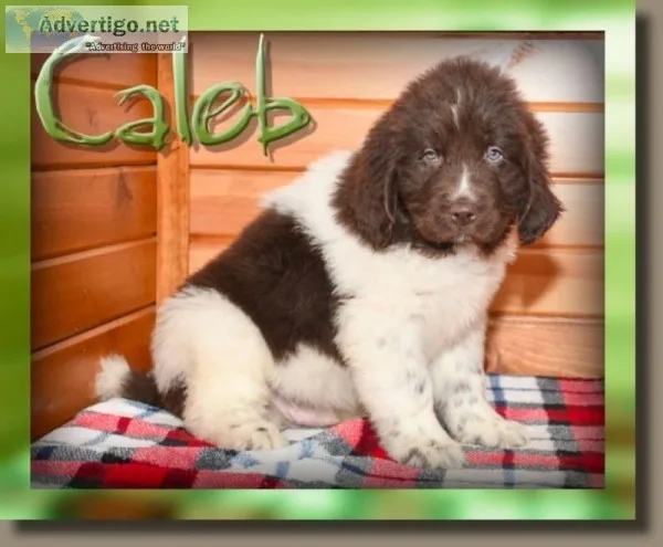 Caleb Male AKC Newfoundland