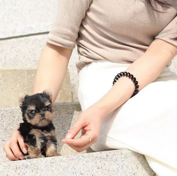 AKC boys and girls Teacup Yorkie Puppies available