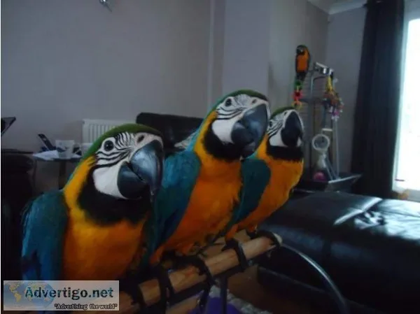 Blue and Gold macaw Parrots (Rescue)