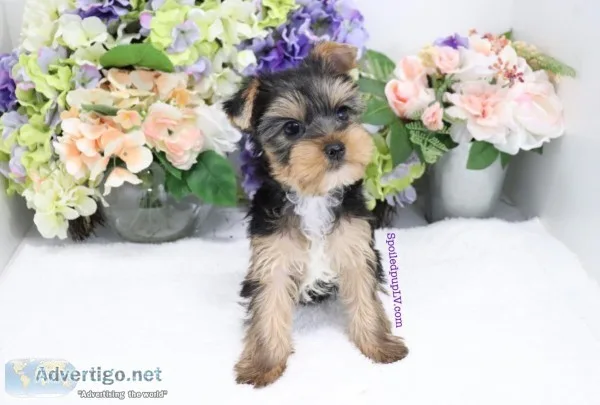 Yorkshire Terrier - Cayman - Male