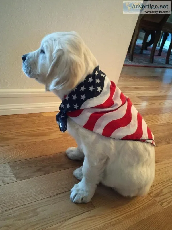 2 AKC Golden Retriever Puppies-Female