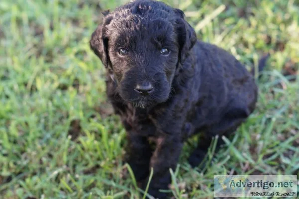 Goldendoodles F1B