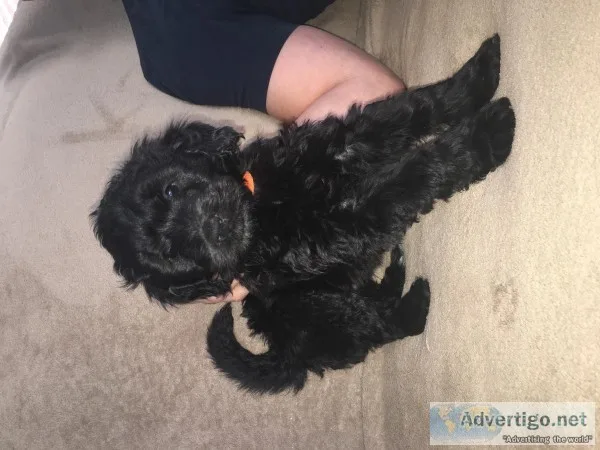Black Goldendoodles