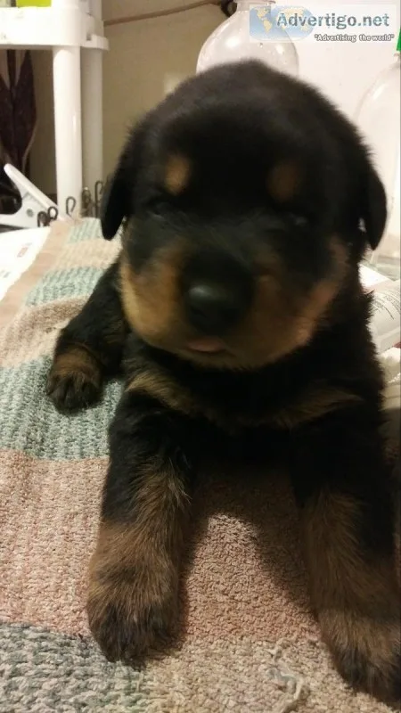 Rottwieler Puppys