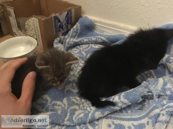Free Kittens