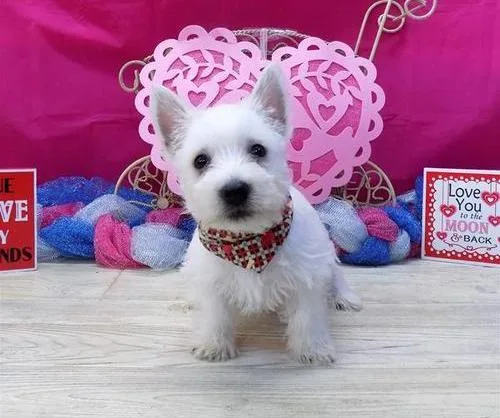 Beautiful West Highland White Terrier Puppies.