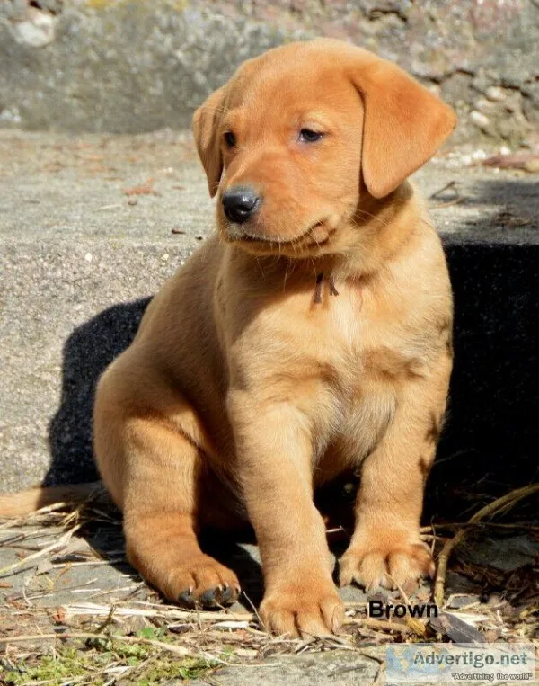 Attractive Sweet Labrador Puppies