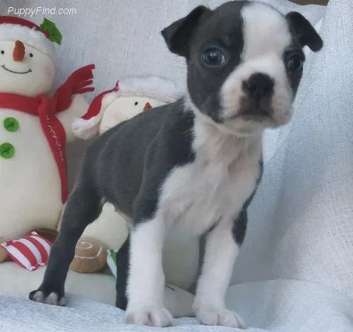 Sweetest Boston Terrier puppies