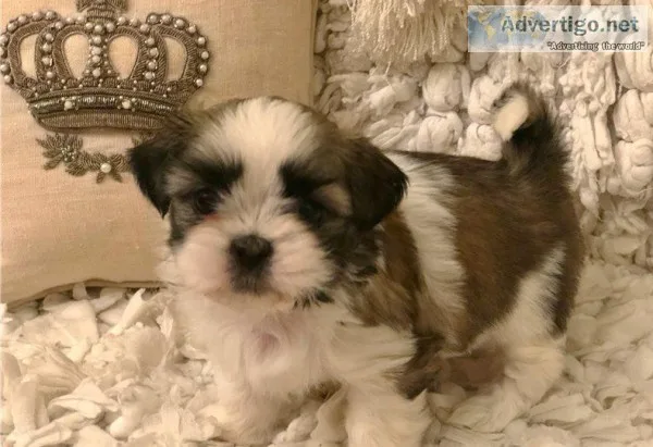 AKC Shih Tzu Puppies 2 males and 3 females