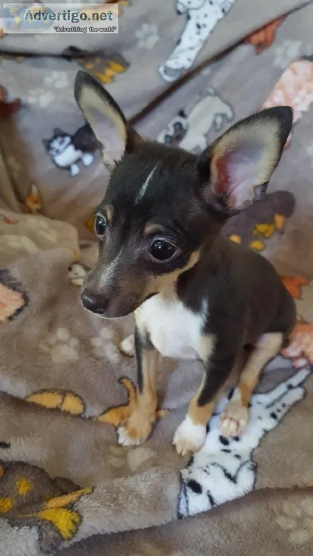 Toy Fox TerrierSheltie  Hybrid  Puppies