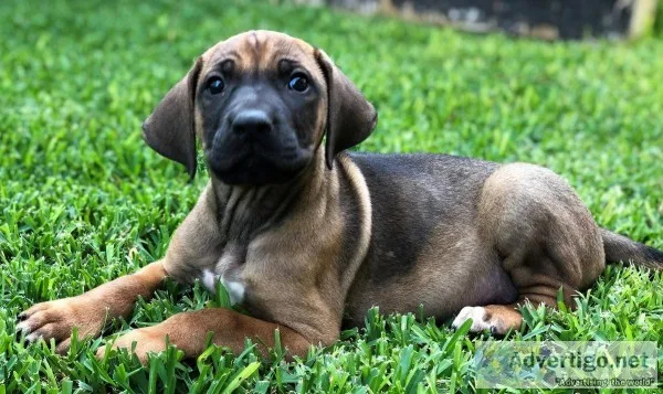 AKC Male Rhodesian Ridgeback - Ace