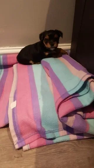Yorkie puppies