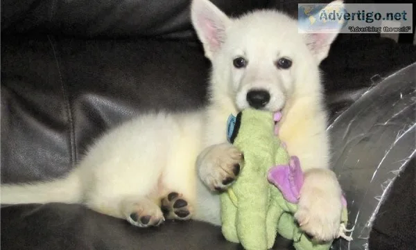 Lovely Home Raised White German Shepherd Puppies