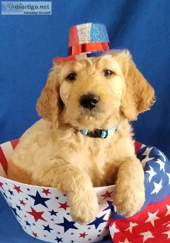 Goldendoodle puppies