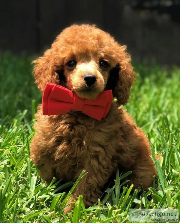 Red Male Toy Poodle - Buster