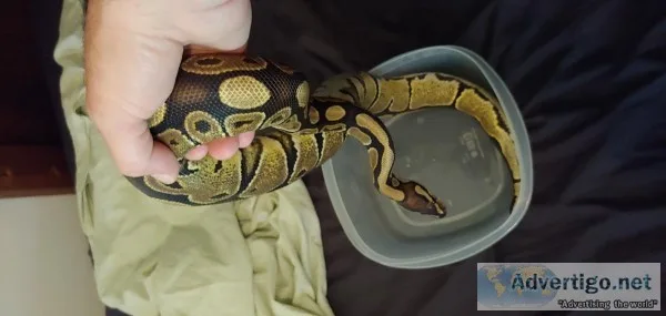 Female ball python