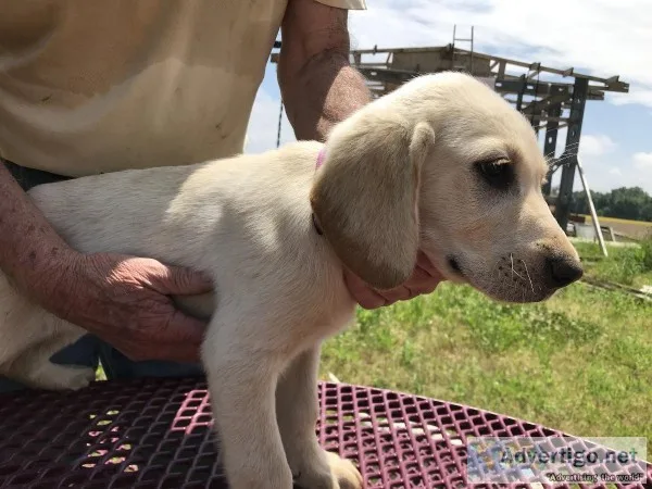 AKC English Labrador retrievers