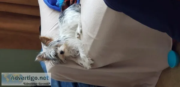 Partiminiture YorkieMale 10 months old