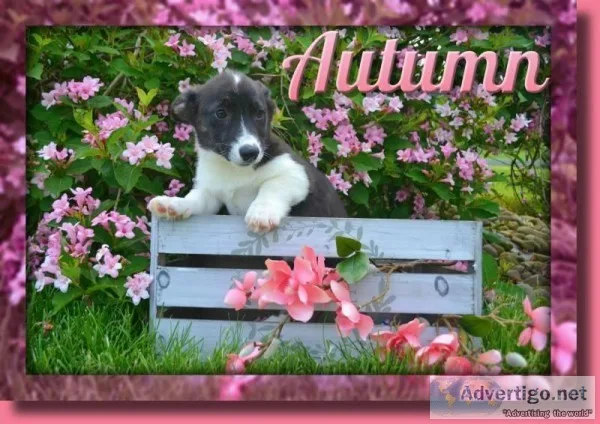 Autumn Female ACA Pembroke Welsh Corgi