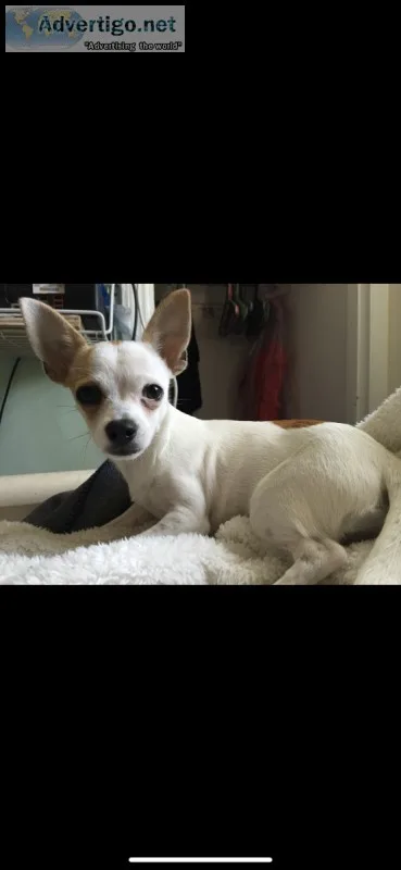 Baby chihuahua