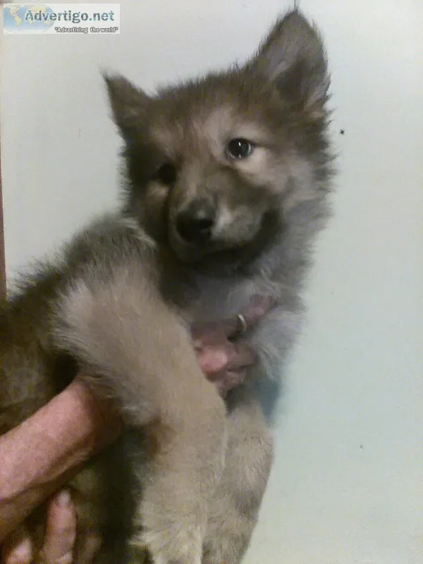 Wolf Pups